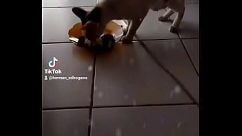 bokephijab.me