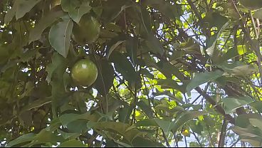 Ngentot Di Kebun, Tante Desa India Pamerin Memek Basah Di Luar